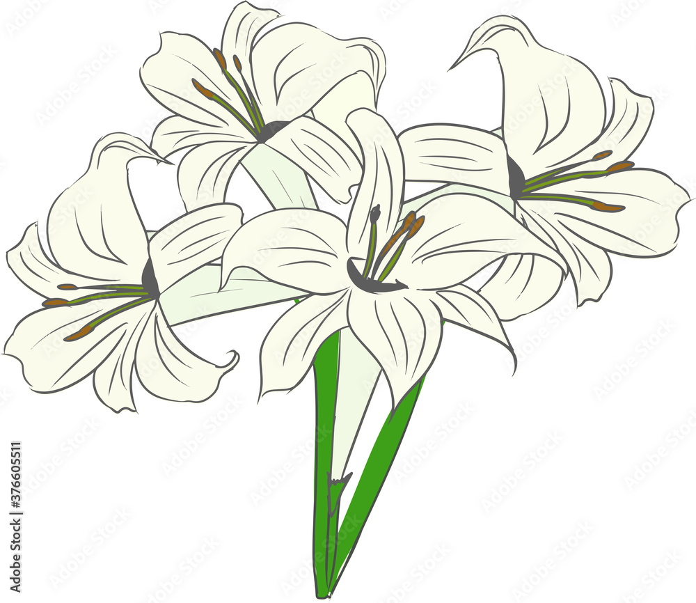 Obraz premium 綺麗で可愛いゆりの花のイラスト