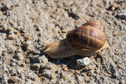 A Snail Slowly Carrying Its House on a Warm Summer Morning