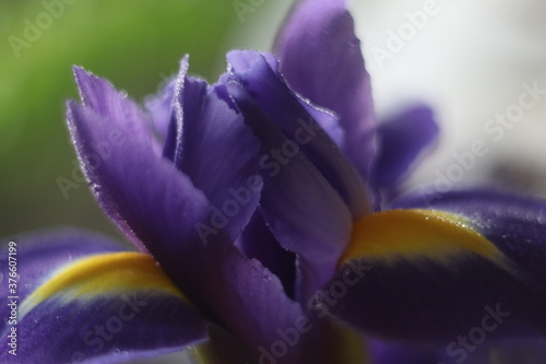 A close up of a flower