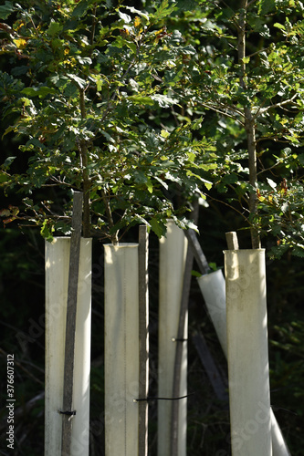 Jungbaum mit Verbissschutz photo