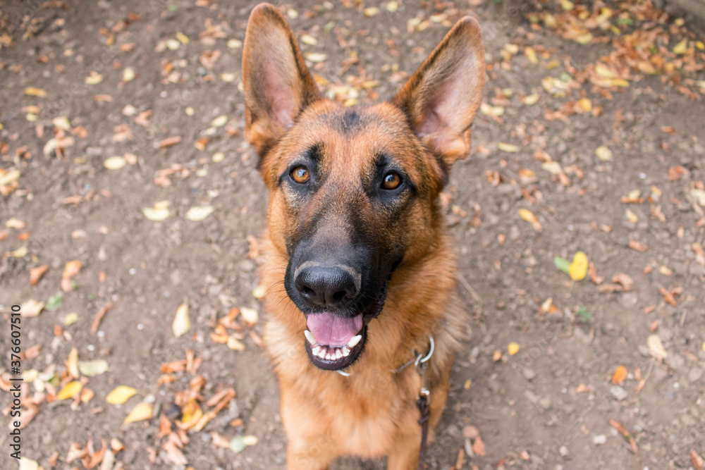 Cute German Shepherd dog posing outside. Show dog in autumn, leaves on the ground. Home pet.