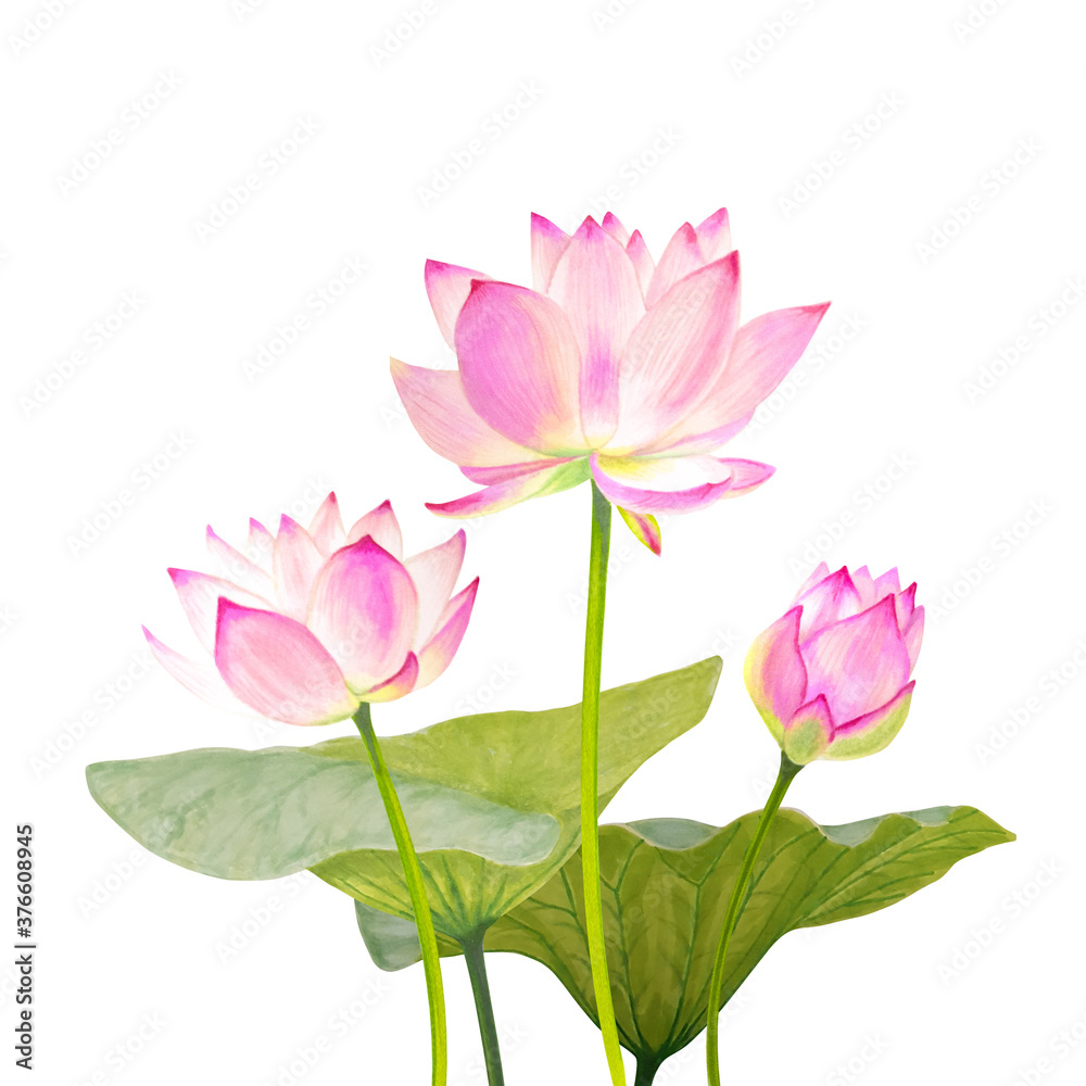 Lotus flower on white background.