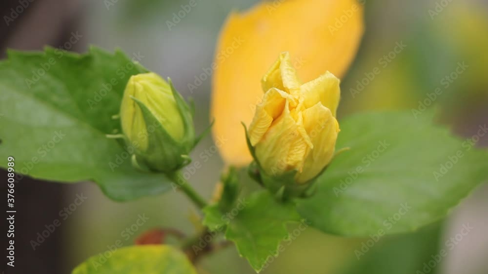 Yellow Hibiscus rosa-sinensis