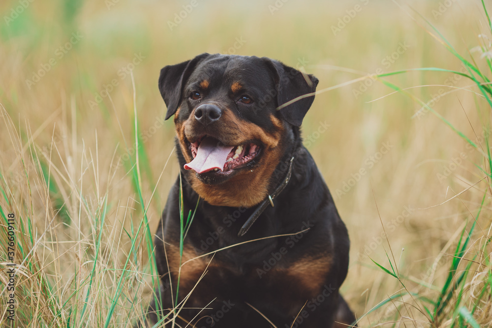 Beautiful rottweiler dog. Dog rottweiler in the park on a background of green grass
Beautiful rottweiler dog. Dog rottweiler in the park on a background of green grass