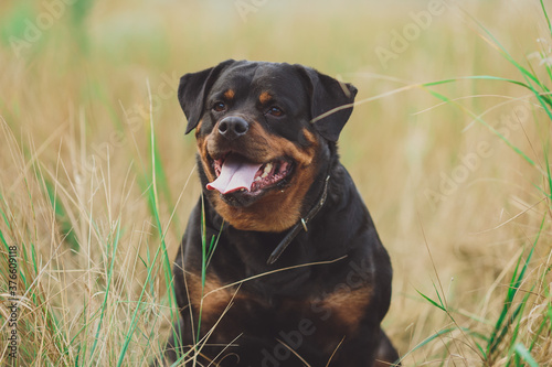 Beautiful rottweiler dog. Dog rottweiler in the park on a background of green grass 