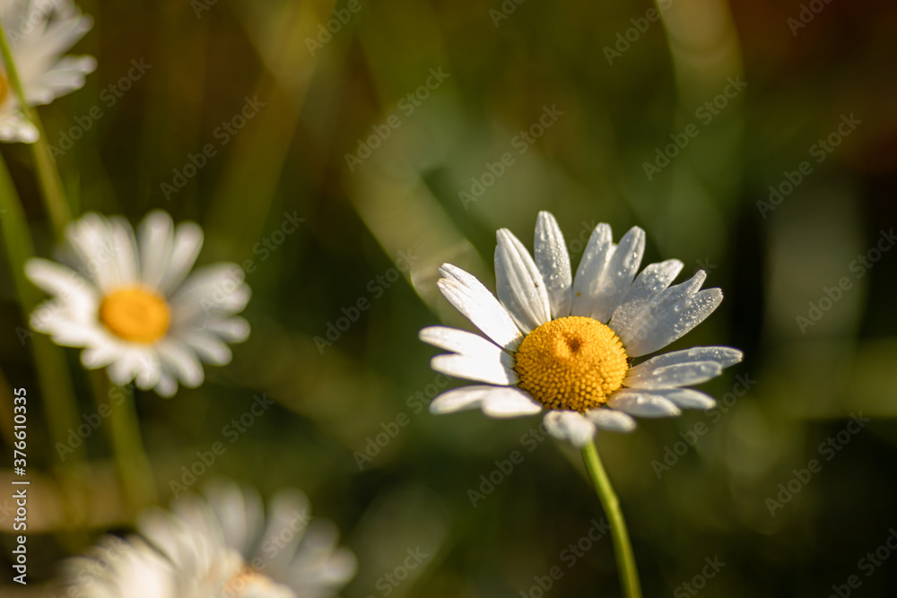 Fototapeta premium Glade of daisies after rain in the sun