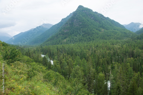 Summer view of Altai wilderness with mountains  green forests and Kucherla river running down the valley  the Altai Republic  Russia