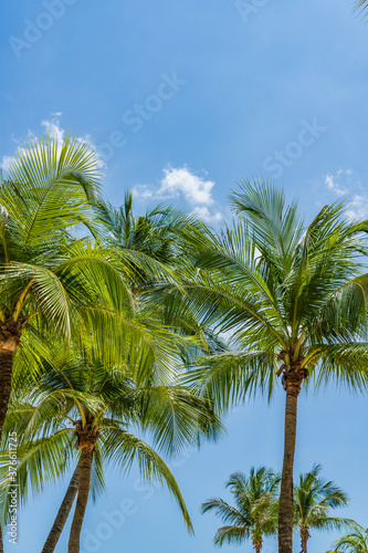 Coconut trees over blue sky © Netfalls