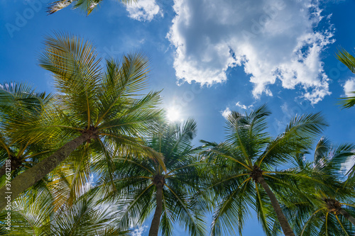 Coconut trees over blue sky