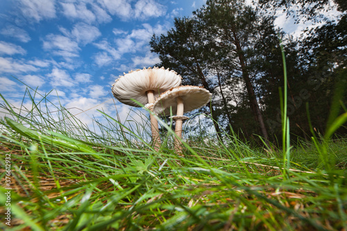 Macrolepiota procera, czubajka kania. Dwie kanie rosnące na łące, w tle las i błękitne niebo z chmurami. Ujęcie od dołu. photo