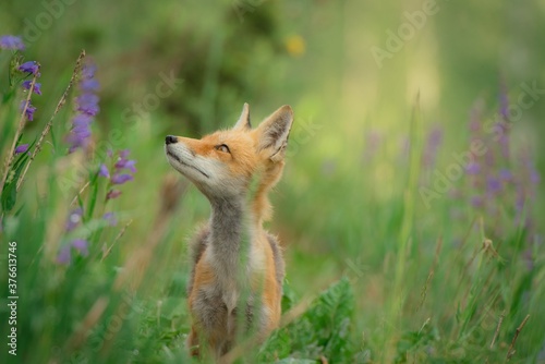 red fox in the grass © chi