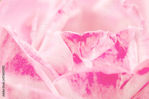 Soft blurred petal of rose for background