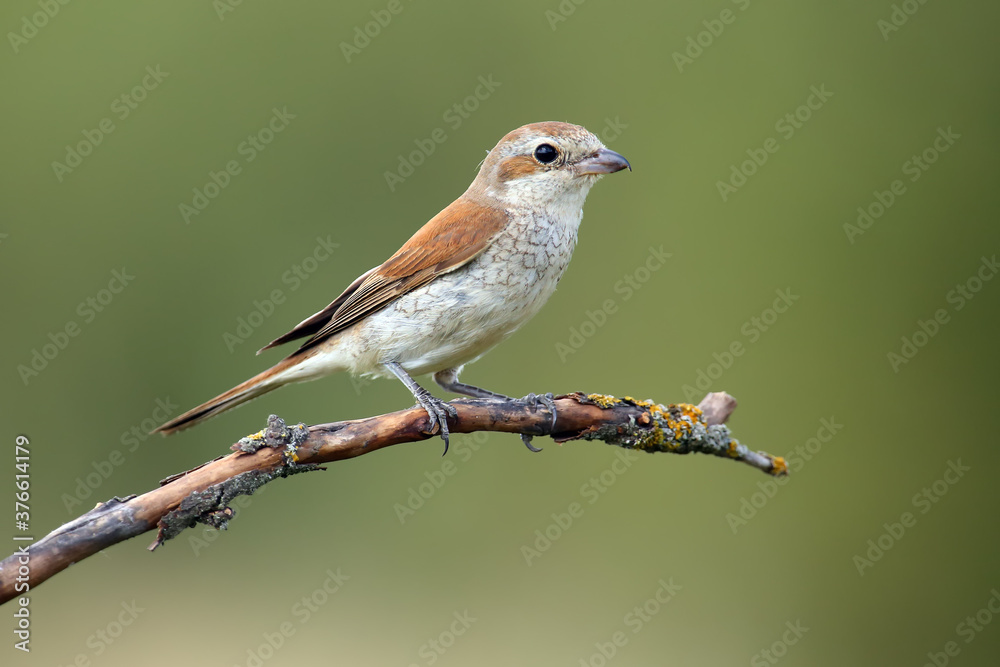 Fototapeta premium The red-backed shrike (Lanius collurio) sitting on the branch with green background