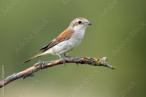 The red-backed shrike (Lanius collurio) sitting on the branch with green background