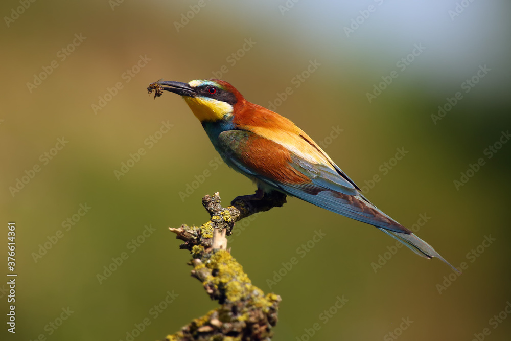 Obraz premium The European bee-eater (Merops apiaster) sitting on a thin twig with a bee in its beak