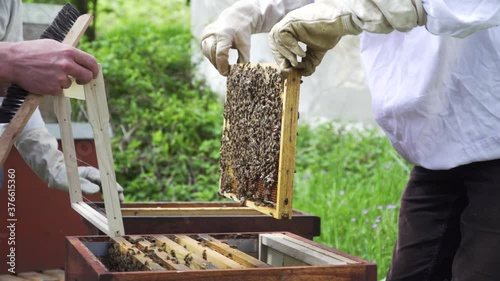 Bienenstock umsetzen mit Königin Rähmchen Bienenvolk photo