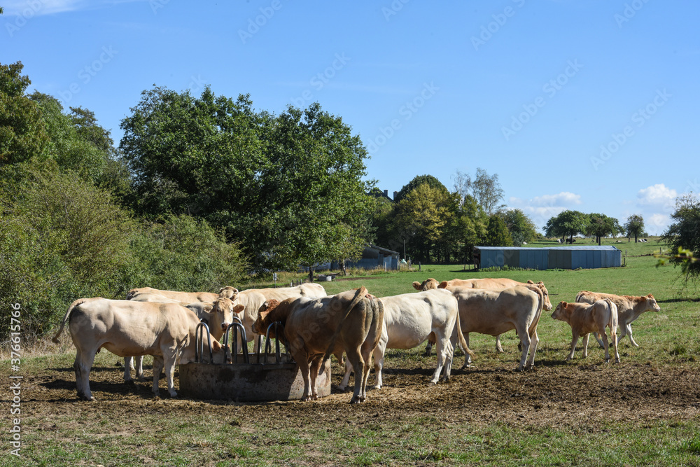 Obraz premium agriculture elevage lait viande vache bovin