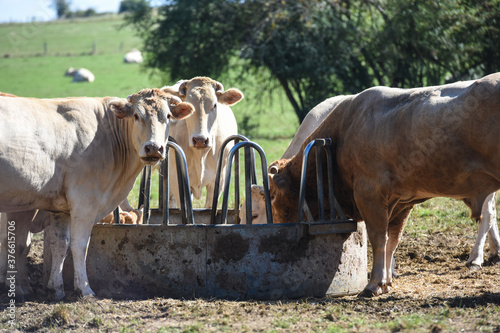 agriculture elevage lait viande vache bovin
