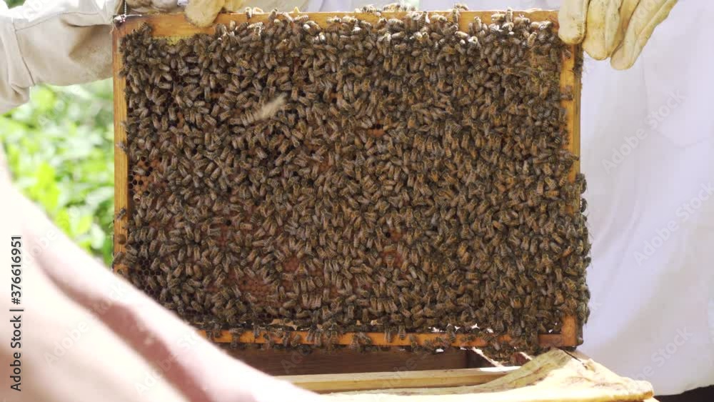 Bienenstock umsetzen mit Königin Rähmchen Bienenvolk Bienenstock umsetzen mit Königin Rähmchen Bienenvolk