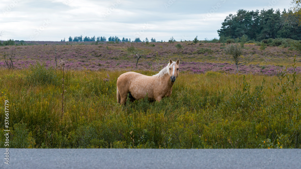 Buckskin wild horse near tarmac road eating grass Buckskin wild horse near tarmac road eating grass