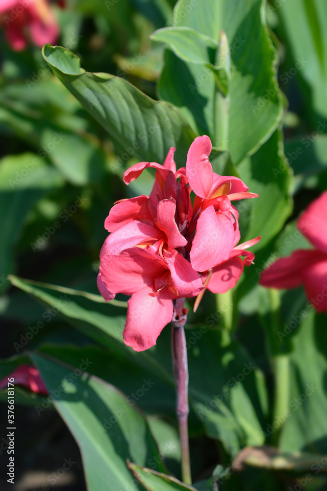 Canna lily Tropical Rose