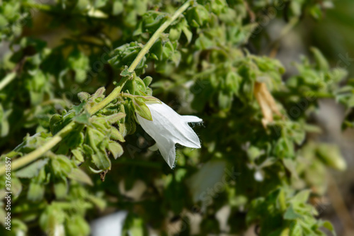 Woolly bellflower