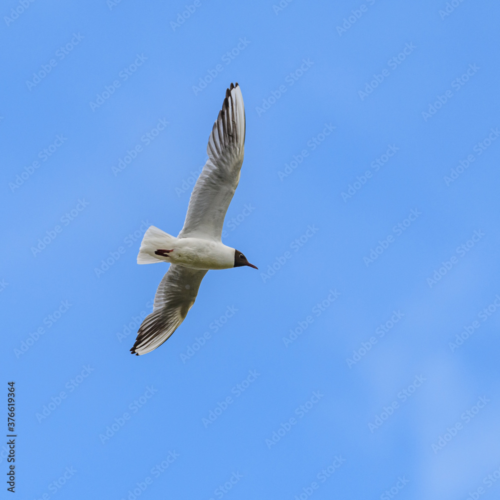 black-headed gull (Chroicocephalus ridibundus) with summer plumage in flight on blue sky