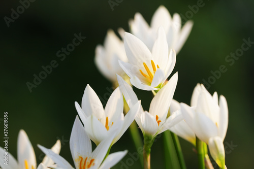 white rain lily flower