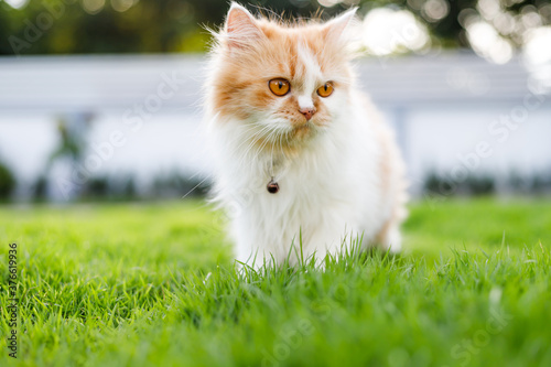 The cute Persian cat is walkinng on a green grass field, and looking something, selective focus shallow depth of field photo