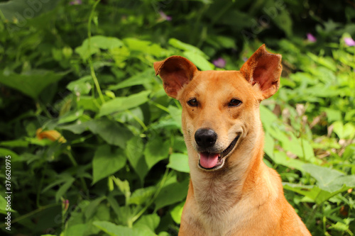 Beautiful Happy Dog against the background of nature, Portrait of a dog in green nature 