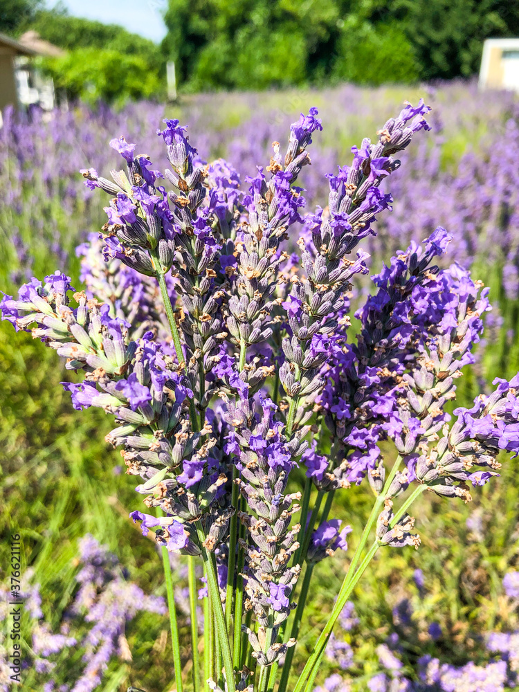 Obraz premium English lavender