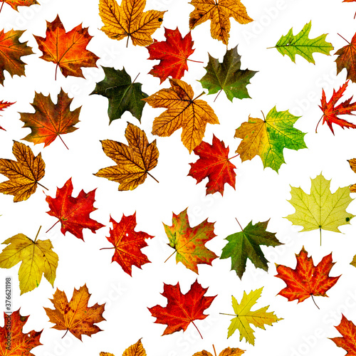 Maple leaf seamless pattern. Colorful maple foliage. Season leaves fall background. Autumn yellow red, orange leaf isolated on white.