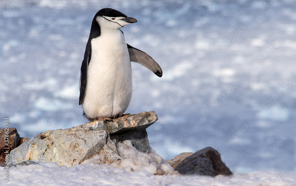 Obraz premium Just here