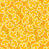 Yellow maple leaves pattern
