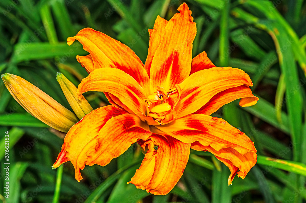 Yellow lillium Yellow lillium