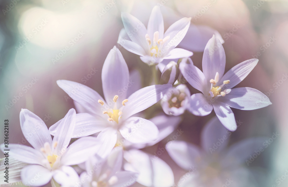 Obraz premium Snowdrops