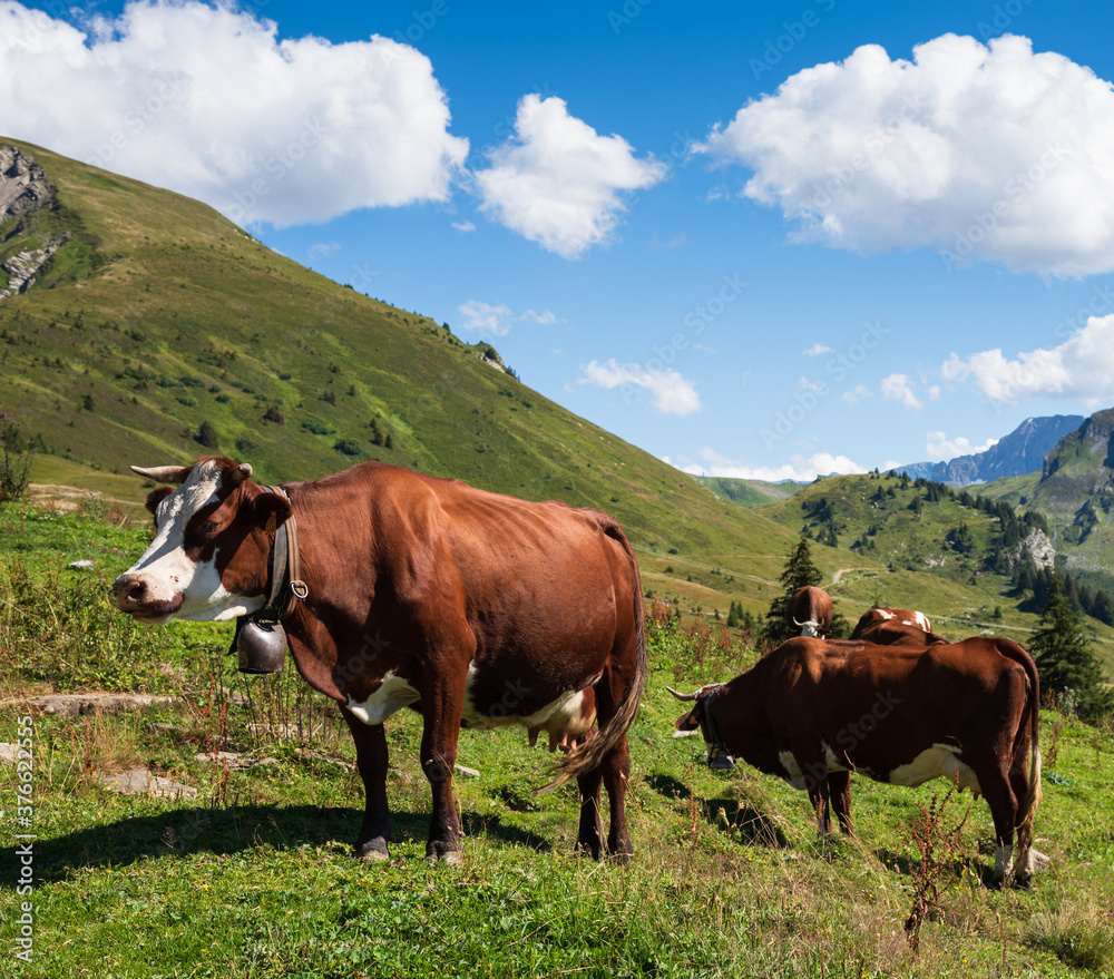 Cows grazing at pasture in French Alps in Morzine area, Haute-Savoie department , Auvergne-Rhone-Alpes region, France.