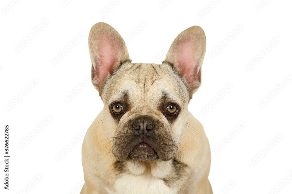 Portrait of a cute French bulldog puppy