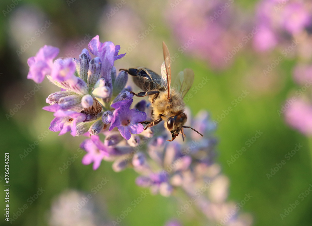 bee on flower lavender