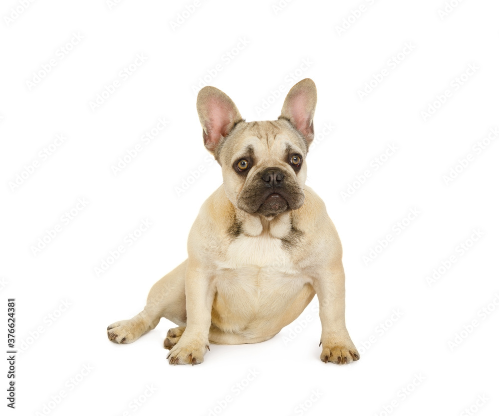 Cute six month old French bulldog puppy sitting against a white background