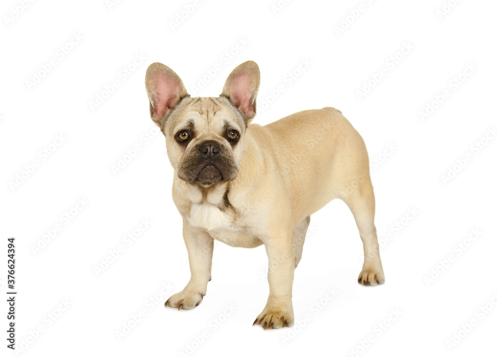 Six month old French bulldog puppy standing against a white background