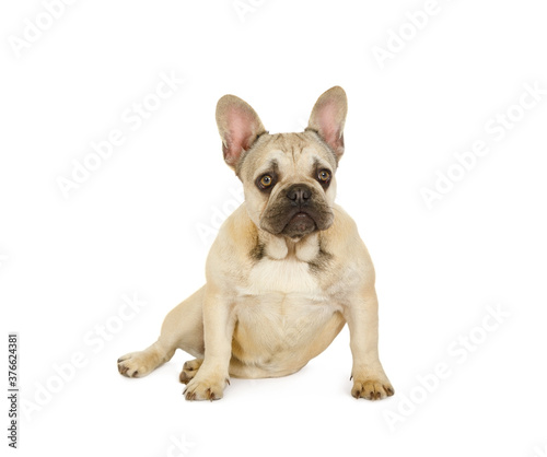 Cute six month old French bulldog puppy sitting against a white background © Alexey Kuznetsov