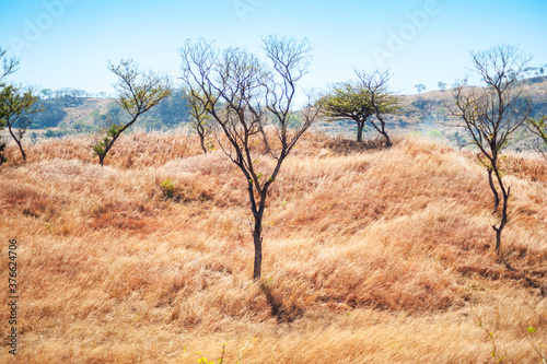 Dry grass in the hills of Metapan  Santa Ana el Salvador