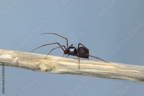 beautiful Brown Spitting Spider on a branch photo