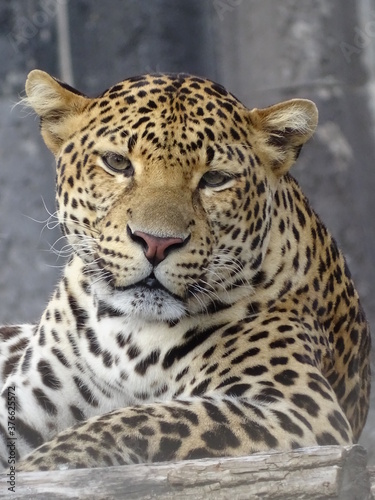 léopard, animal, chat, jaguar, sauvage, faune, prédateur, mammifère, nature, jardin zoologique, felidae, safari, fourrure, panthera pardus, panthera, grand, spot, carnassiers, dangereux, tache, tigre,