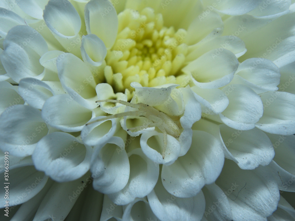 beautiful white Running crab spider hiding on white flower stock photo