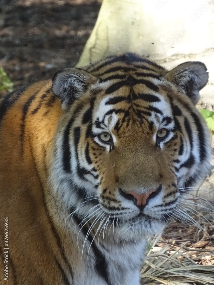 tigre, chat, animal, faune, felidae, prédateur, mammifère, sauvage, bande, nature, jardin zoologique, grand, carnassiers, tête, bengale, noir, sibérien, fourrure, chasse, tigre, rayes, orange, portrai tigre, chat, animal, faune, felidae, prédateur, mammifère, sauvage, bande, nature, jardin zoologique, grand, carnassiers, tête, bengale, noir, sibérien, fourrure, chasse, tigre, rayes, orange, portrai