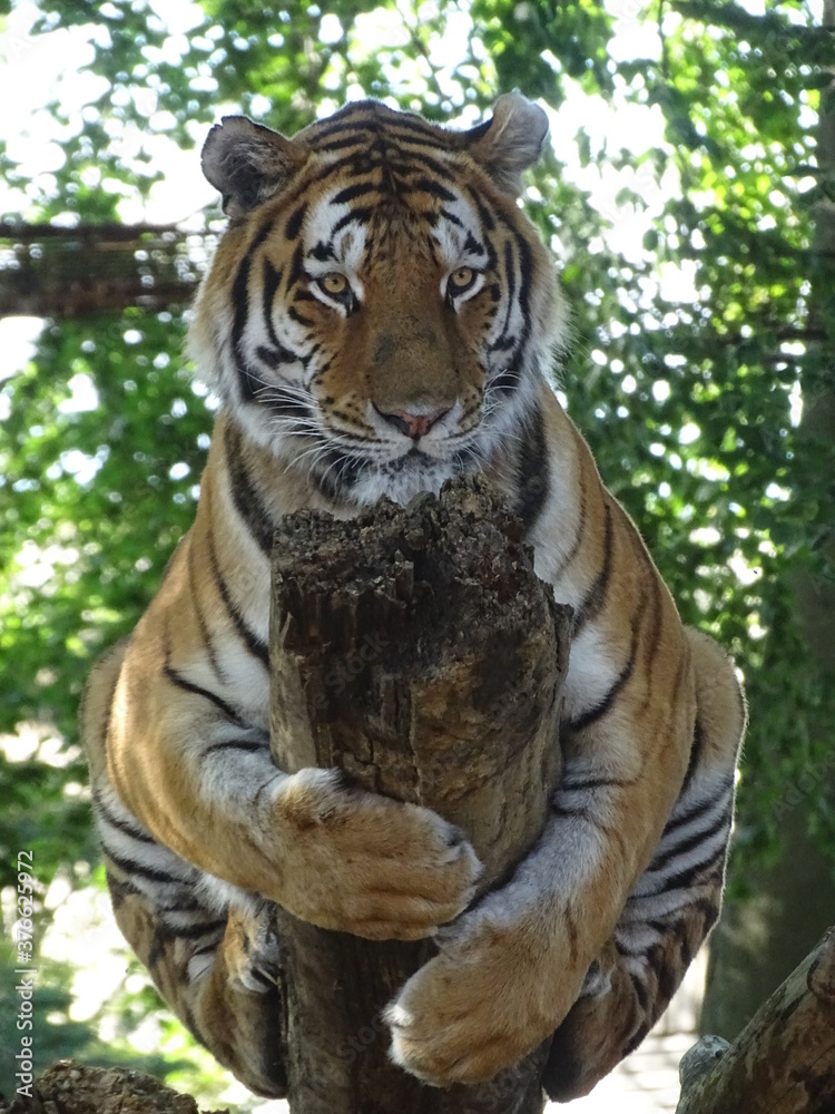 Obraz premium tigre, animal, chat, faune, prédateur, felidae, sauvage, bande, mammifère, jardin zoologique, carnassiers, nature, grand, bengale, sibérien, bète, fourrure, tête, orange, dangereux, chat sauvage, raye