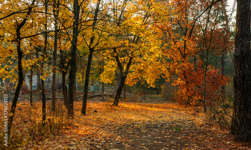 The forest is decorated with autumn colors. Mist covered the trees.