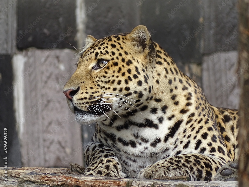 Naklejka premium lampart, zwierzę, kot, dziki, dzikiej przyrody, jaguar, drapieżnik, ssak, Natura, ogród zoologiczny, kotowate, Panthera pardus, duży, Panthera, safari, futro, drapieżniki, miejsce, Tygrys, płowy, miejsce, Dan
